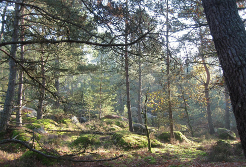 En forêt de Fontainebleau 