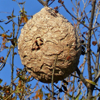 nid de frelons asiatiques