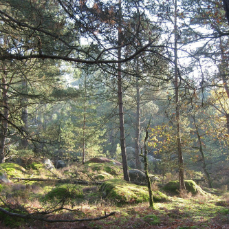 En forêt de Fontainebleau 