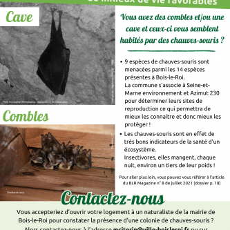 Chauve-souris