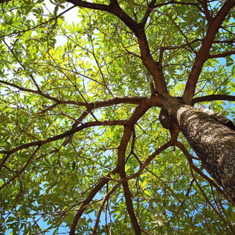 Arbres remarquables