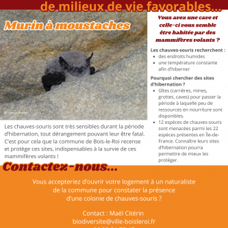 Chauve-souris