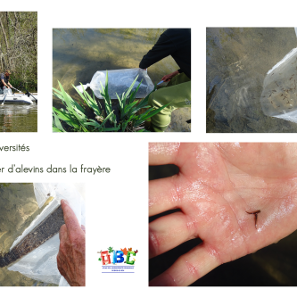Lâcher d’alevins dans la frayère 
