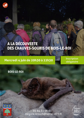 Chauves souris