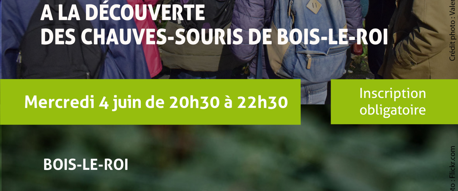 Chauves souris