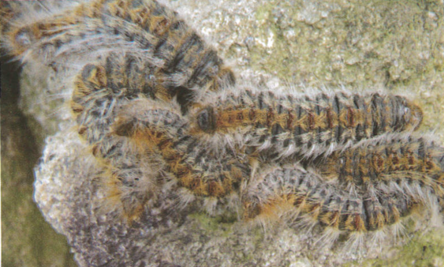 La chenille processionnaire Vignette