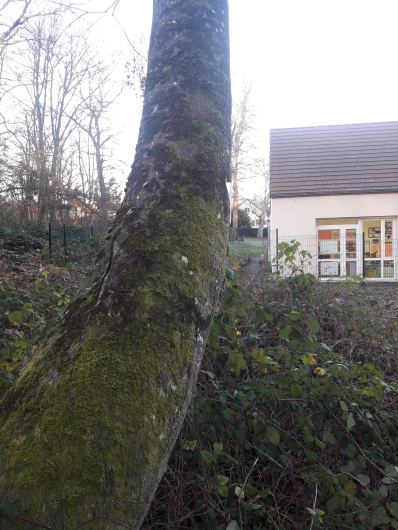 Hêtre - Ecole maternelle Vignette