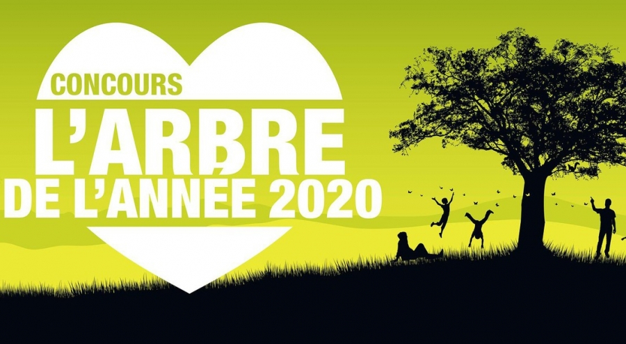 Affiche arbre de l'année 2020