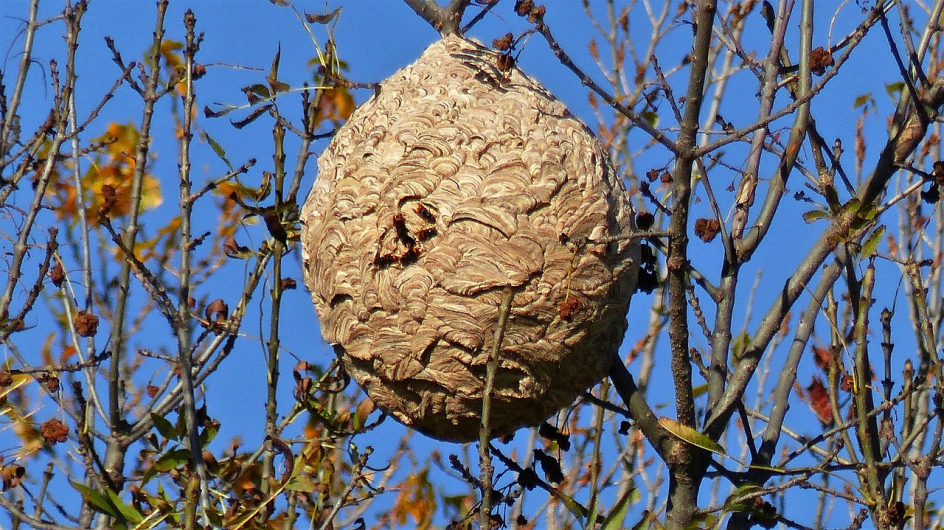 nid de frelons asiatiques