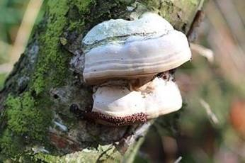 MYCELIUM DU PHELLIN