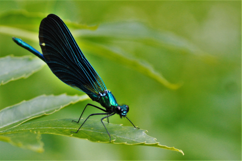 Caloptéryx vierge (Calopteryx virgo) mâle 