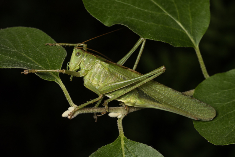 Grande sauterelle verte