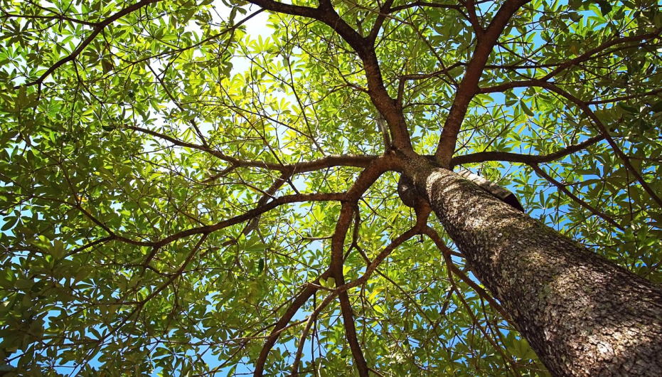 Arbres remarquables