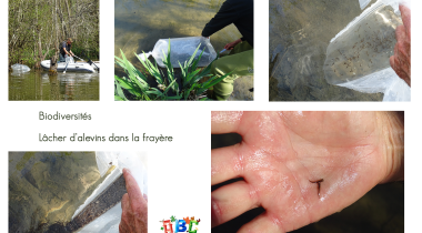 Lâcher d’alevins dans la frayère 