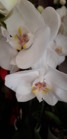 VAL'FLEURS