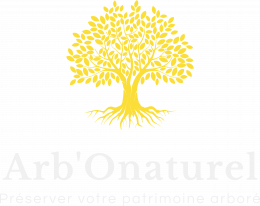 Entretien des arbres