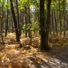 Les belles couleurs de l'automne en forêt