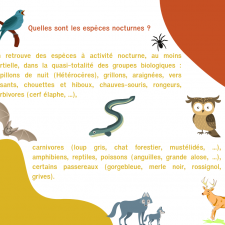Quelles sont les espèces nocturnes 