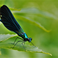 Caloptéryx vierge (Calopteryx virgo) mâle © Varizat 