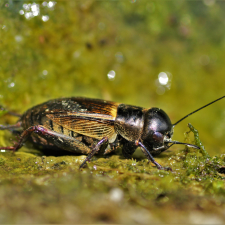 Grillon champêtre (Gryllus campestris) © Varizat 
