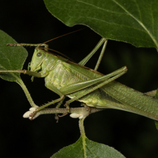 Grande sauterelle verte © Konstantinos Kalaentzis