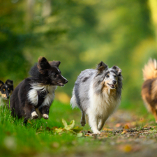 Des chiens heureux en balade