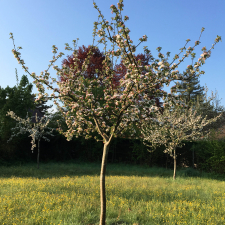 Les Carrés potagers Bacots, cerisier en fleurs