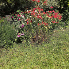 Jardin de Charlotte