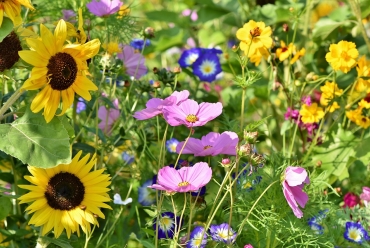 Fleurs des champs