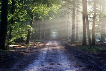 Chemin en forêt