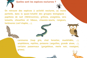 Quelles sont les espèces nocturnes 