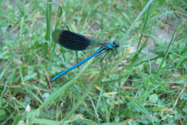 Caloptéryx éclatant (Calopteryx splendens) mâle © SEME 