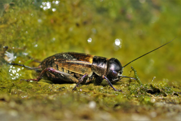 Grillon champêtre (Gryllus campestris) © Varizat 